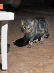 Reunited Unknown Cat last seen Weston Hills, Henderson, NV 89011