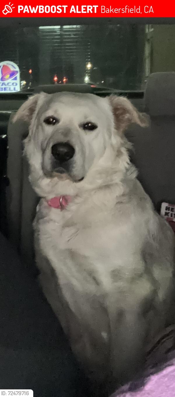 Lost Female Dog last seen Wilson Ave & Oildale Drive , Bakersfield, CA 93308