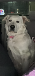 Lost Female Dog last seen Wilson Ave & Oildale Drive , Bakersfield, CA 93308