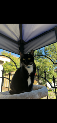 Lost Female Cat last seen Blue Oaks, Rocklin, CA 95765