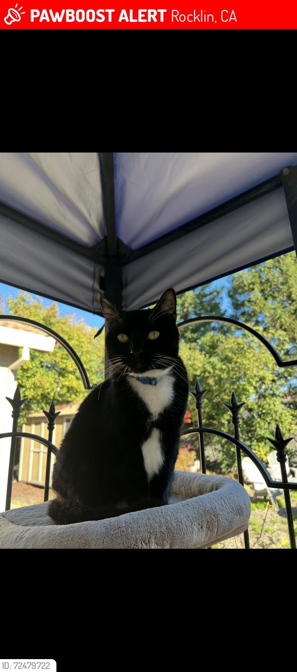 Lost Female Cat last seen Blue Oaks, Rocklin, CA 95765