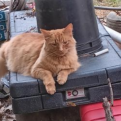 Lost Male Cat last seen Kentaboo Ave, Florence, KY 41042