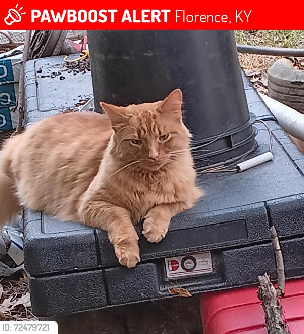 Lost Male Cat last seen Kentaboo Ave, Florence, KY 41042
