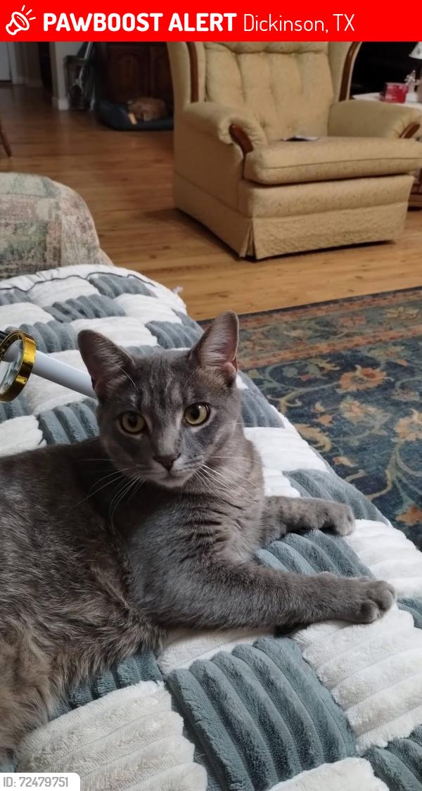 Lost Male Cat last seen Hauna and Abbie Lane, Dickinson, TX 77539