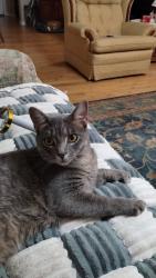 Lost Male Cat last seen Hauna and Abbie Lane, Dickinson, TX 77539