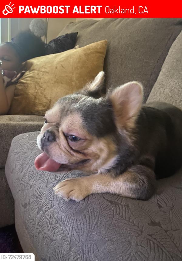 Lost Male Dog last seen Martin Luther King, North Oakland , Oakland, CA 94609