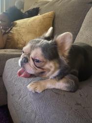 Lost Male Dog last seen Martin Luther King, North Oakland , Oakland, CA 94609