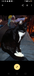 Lost Female Cat last seen Via maria olivehurst California , Olivehurst, CA 95961