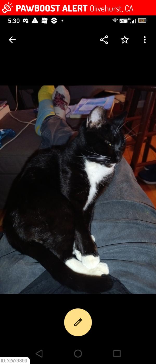 Lost Female Cat last seen Via maria olivehurst California , Olivehurst, CA 95961