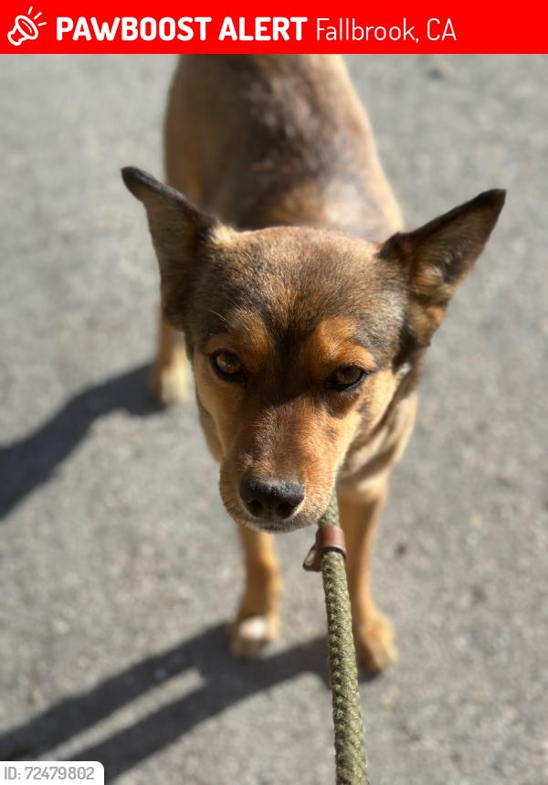 Lost Male Dog last seen E Mission rd, Fallbrook, CA 92028