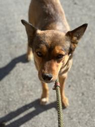 Lost Male Dog last seen E Mission rd, Fallbrook, CA 92028