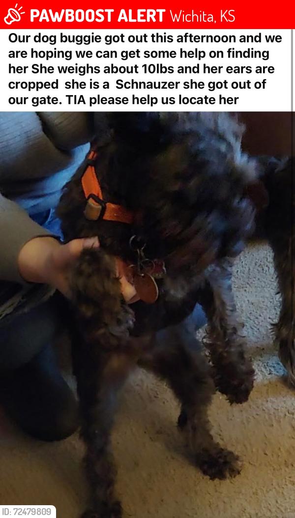Lost Female Dog last seen Seneca and 31st , Wichita, KS 67217