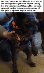 Lost Female Dog last seen Seneca and 31st , Wichita, KS 67217