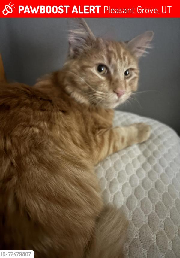 Lost Male Cat last seen Near W 200 S Pleasant Grove 84062, Pleasant Grove, UT 84062