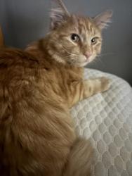 Lost Male Cat last seen Near W 200 S Pleasant Grove 84062, Pleasant Grove, UT 84062