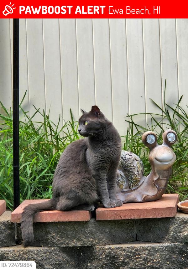 Lost Female Cat last seen Little park, makalea st, Ewa Beach, HI 96706