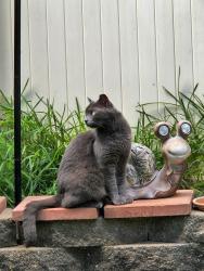 Lost Female Cat last seen Little park, makalea st, Ewa Beach, HI 96706