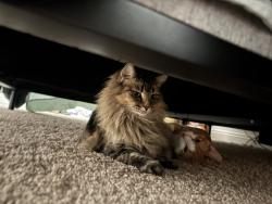 Lost Female Cat last seen 16th St and avenue b , Yuma, AZ 85364
