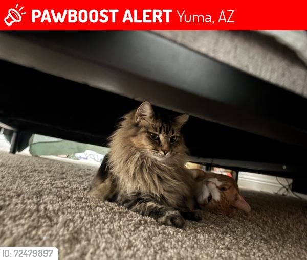 Lost Female Cat last seen 16th St and avenue b , Yuma, AZ 85364