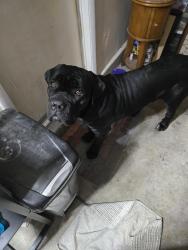 Found/Stray Male Dog last seen Rancho & Washington, Las Vegas, NV 89108