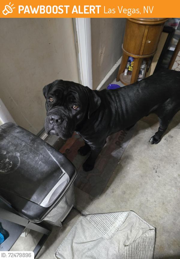 Found/Stray Male Dog last seen Rancho & Washington, Las Vegas, NV 89108