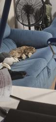 Lost Female Cat last seen Caballo Court Park , Safety Bay, WA 6169