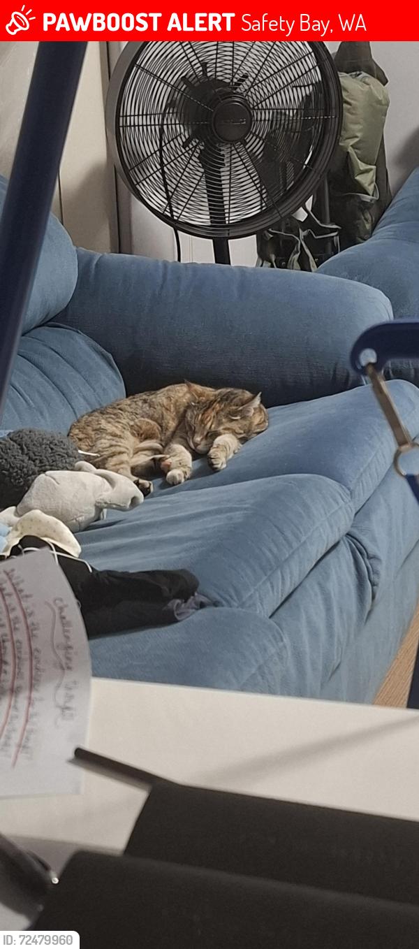 Lost Female Cat last seen Caballo Court Park , Safety Bay, WA 6169