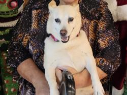 Lost Female Dog last seen Kaminaka & Kui, Honolulu, HI 96816