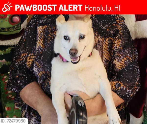 Lost Female Dog last seen Kaminaka & Kui, Honolulu, HI 96816