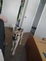 Lost Male Dog last seen First and tulare, Fresno, CA 93721
