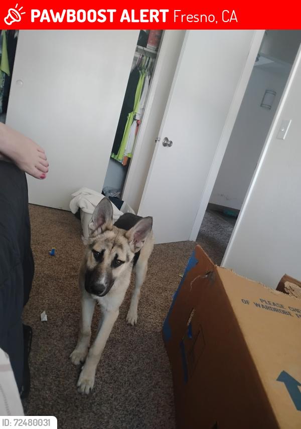 Lost Male Dog last seen First and tulare, Fresno, CA 93721