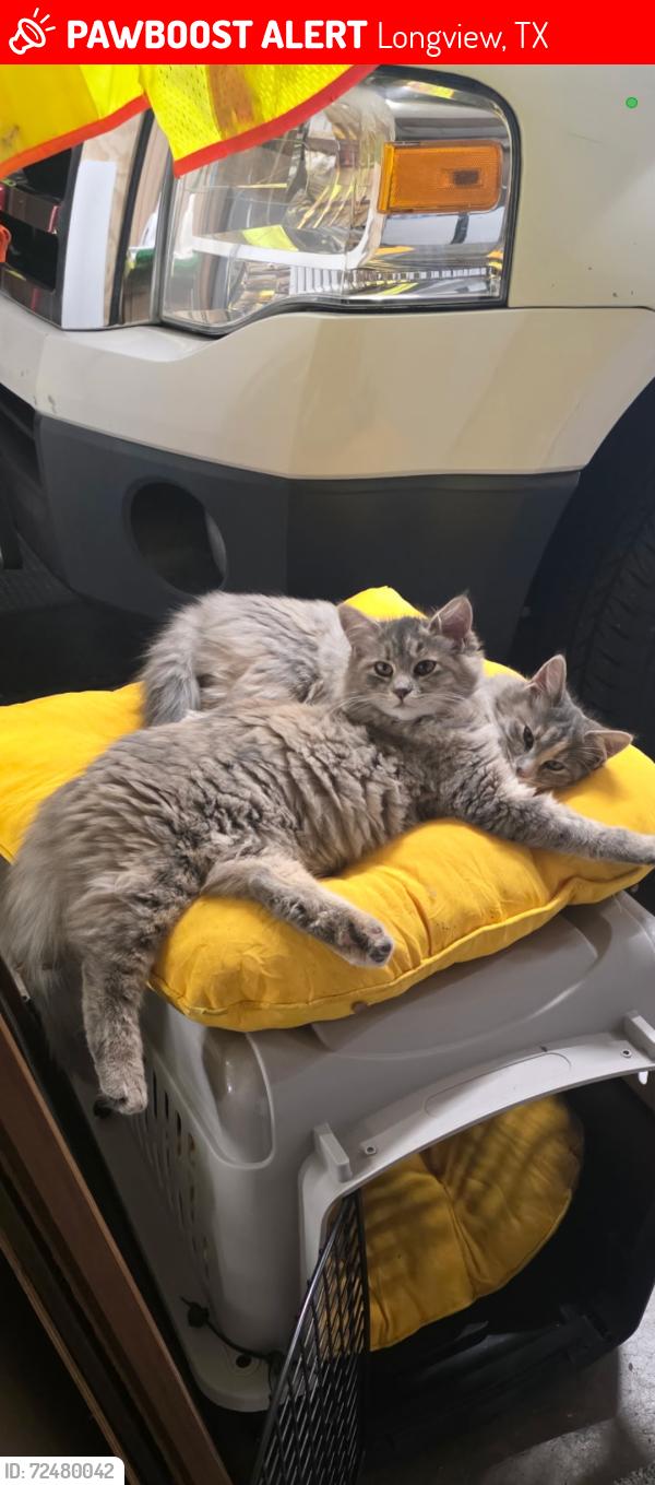 Lost Female Cat last seen Behind Skinners grocery , Longview, TX 75605
