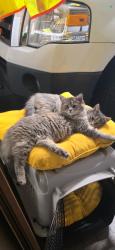 Lost Female Cat last seen Behind Skinners grocery , Longview, TX 75605