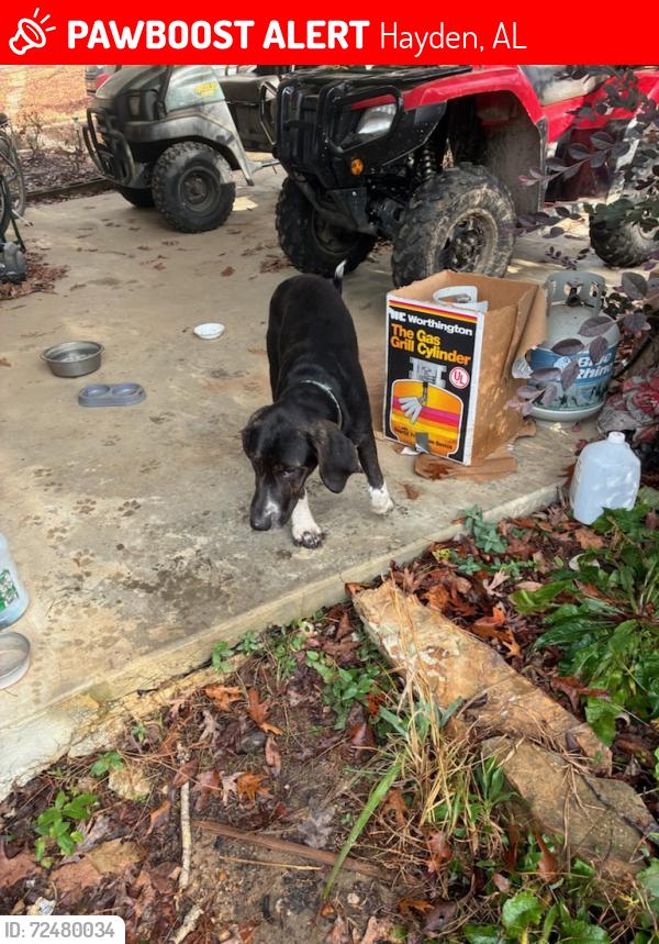 Lost Male Dog last seen Skyball Mnt. Between Blountsville & Nectar Al., Hayden, AL 35079