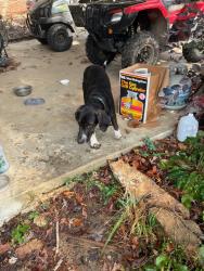 Lost Male Dog last seen Skyball Mnt. Between Blountsville & Nectar Al., Hayden, AL 35079