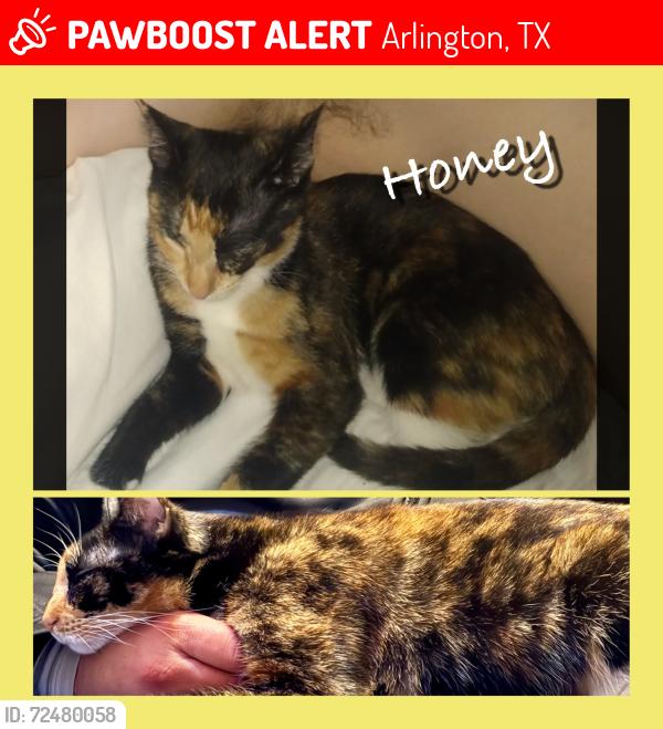 Lost Female Cat last seen Tracy and wheatland, Arlington, TX 76012