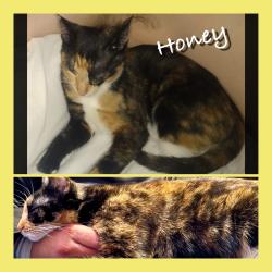 Lost Female Cat last seen Tracy and wheatland, Arlington, TX 76012