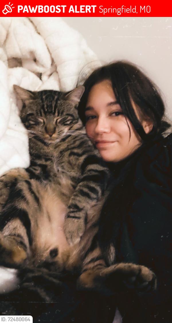 Lost Male Cat last seen South Fremont street , Springfield, MO 65804