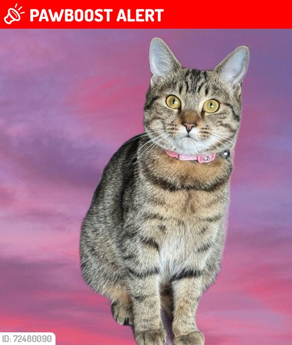 Lost Female Cat last seen Hayward gardens sw15, Greater London, England SW15 3DF