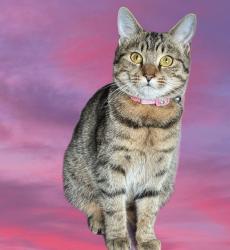 Lost Female Cat last seen Hayward gardens sw15, Greater London, England SW15 3DF