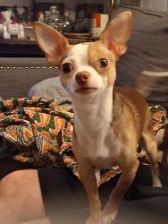 Lost Male Dog last seen Beaver lake rd, Waco, TX 76705