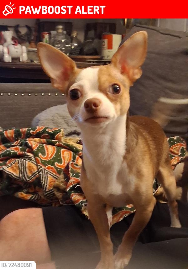 Lost Male Dog last seen Beaver lake rd, Waco, TX 76705