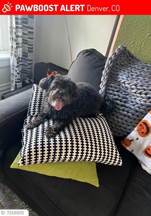 Lost Female Dog last seen 38th and Pecos, Denver, CO 80211