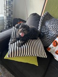 Lost Female Dog last seen 38th and Pecos, Denver, CO 80211