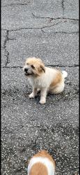 Lost Female Dog last seen King Alfred Dr, Macon, GA 31204