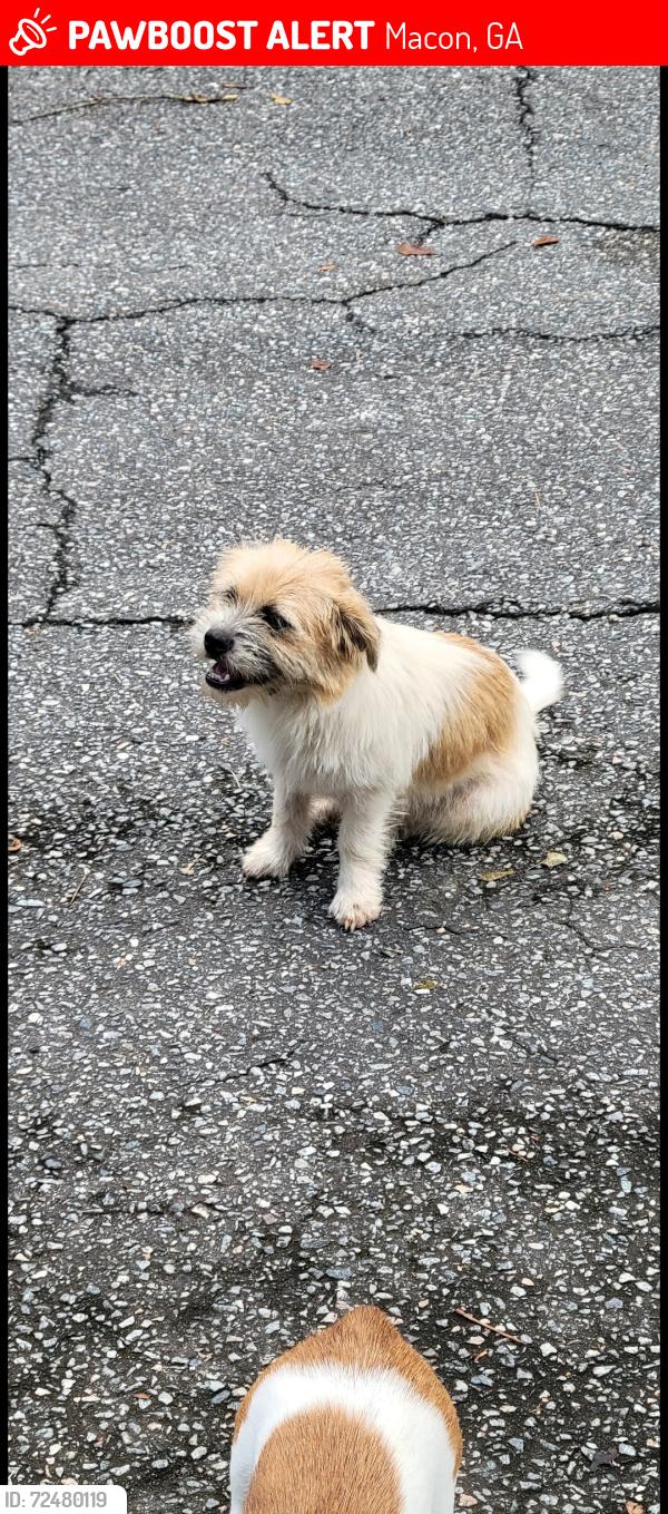 Lost Female Dog last seen King Alfred Dr, Macon, GA 31204