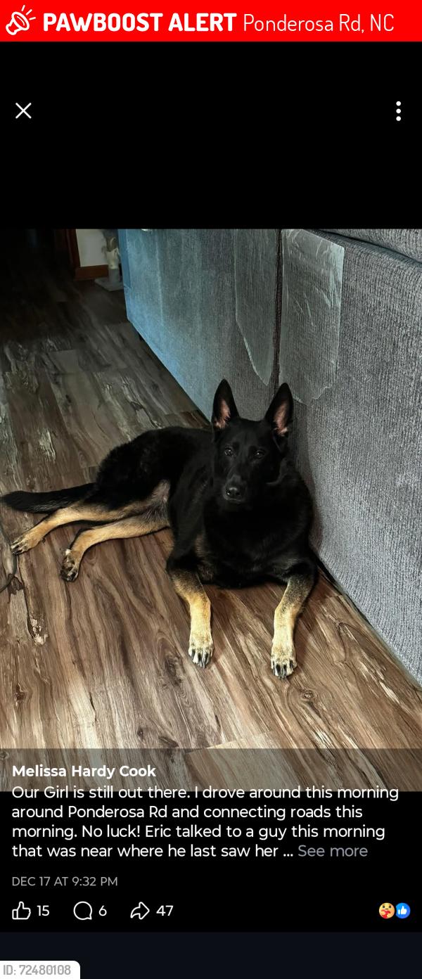 Lost Female Dog last seen Ponderosa and Olivia nd and Edwards road , Ponderosa Rd, NC 28368