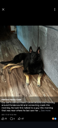 Lost Female Dog last seen Ponderosa and Olivia nd and Edwards road , Ponderosa Rd, NC 28368