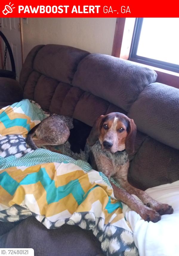 Lost Female Dog last seen Lake Burton, GA-197, GA 30523