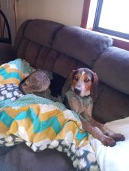 Lost Female Dog last seen Lake Burton, GA-197, GA 30523